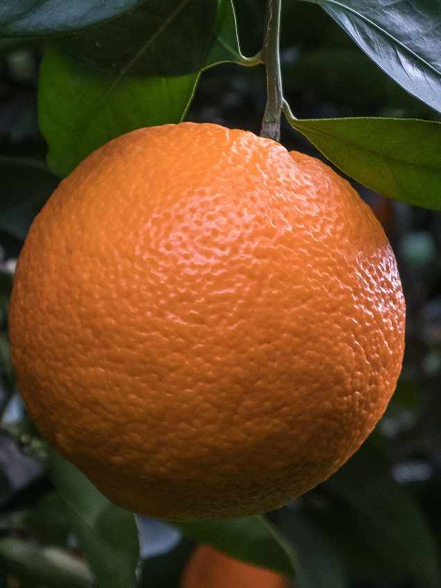 Ora d'Oro gebana Abholstation Orange die am Baum hängt.